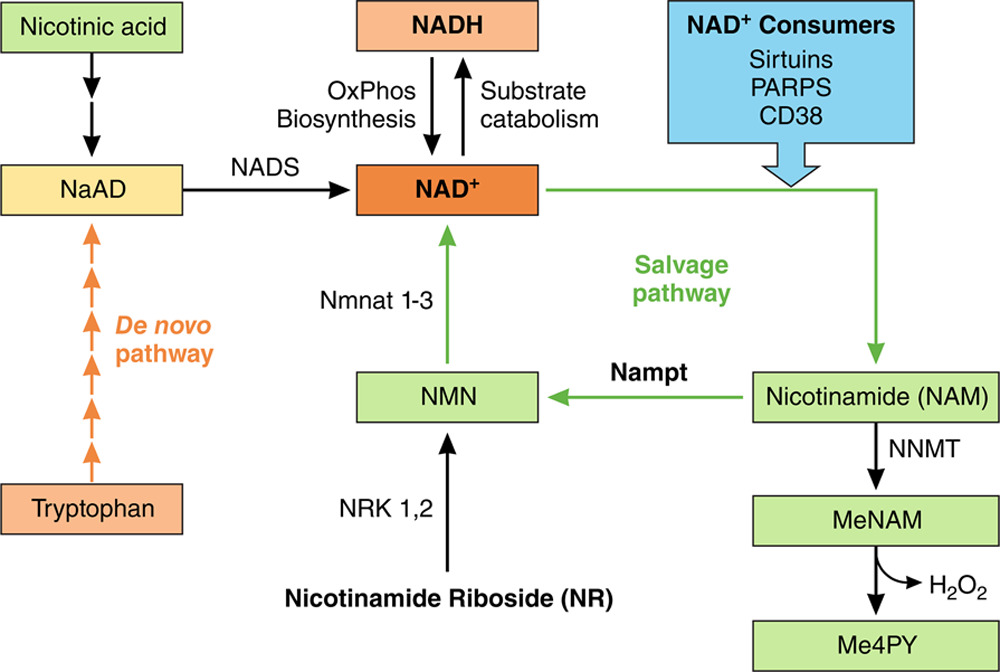 Nicotinamide riboside in systolic heart failure
