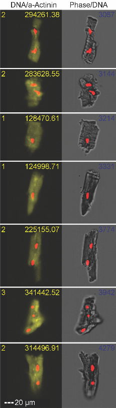 DNA/a-actinin vs phase/DNA